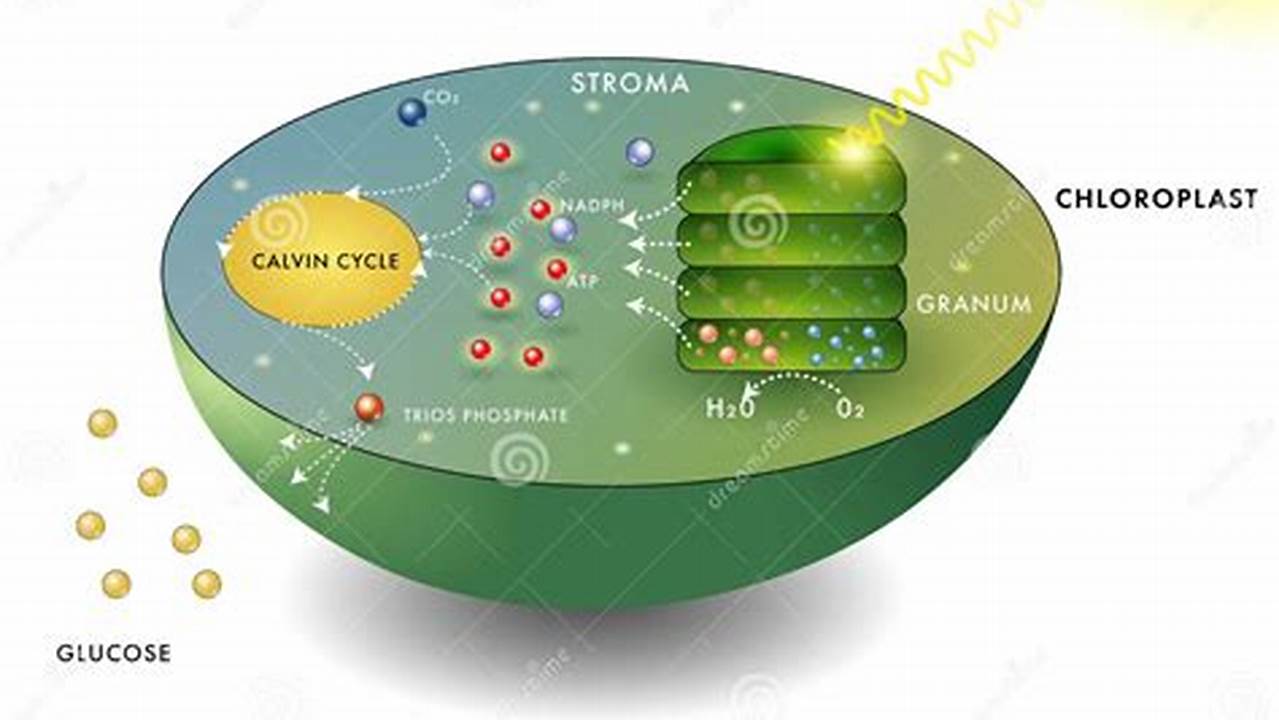 Como A Glicose é Utilizada Pelas Plantas?, Plantas