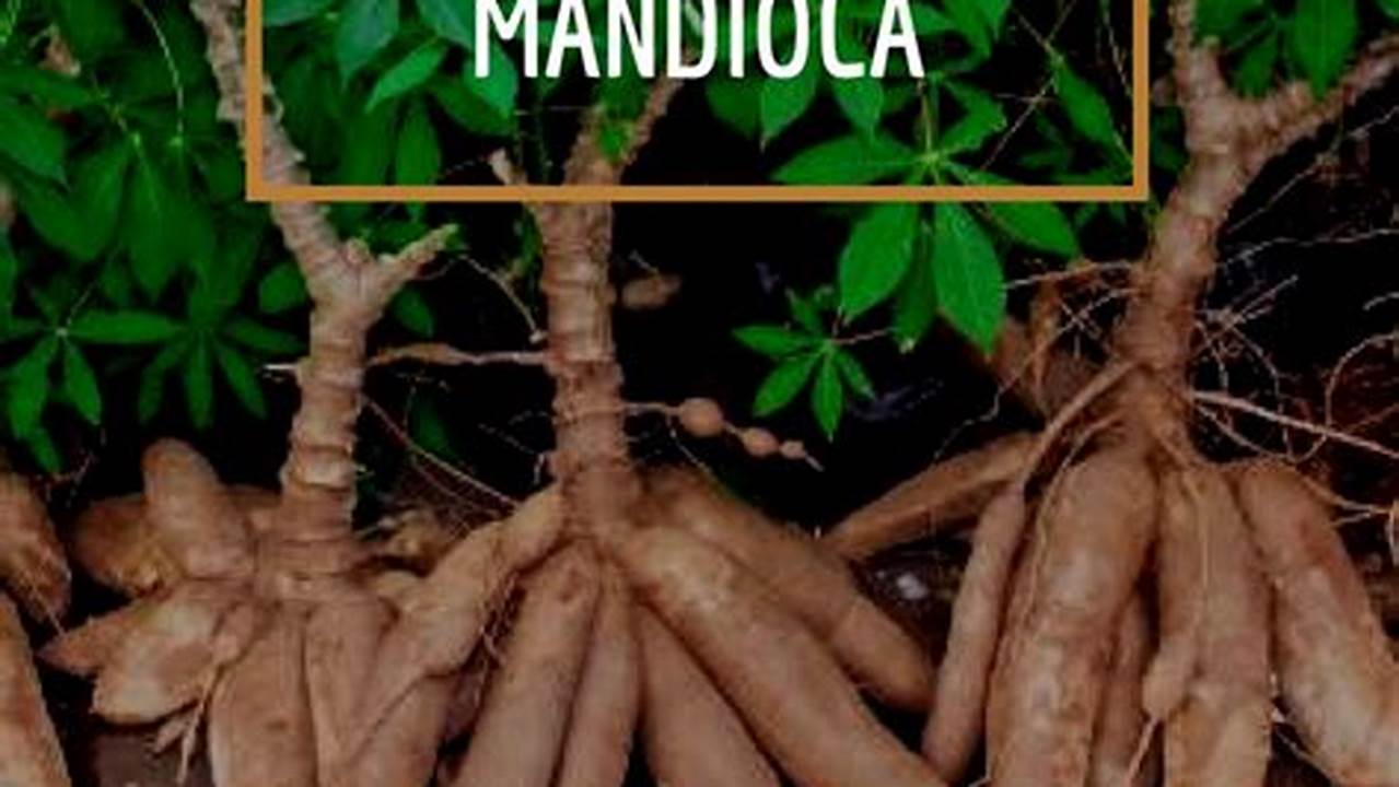 Como Plantar Mandioca?, Plantas