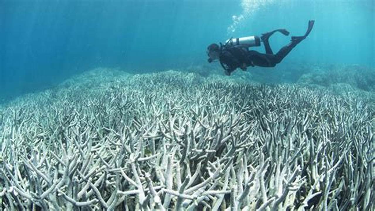 Coral Bleaching, Climate Change