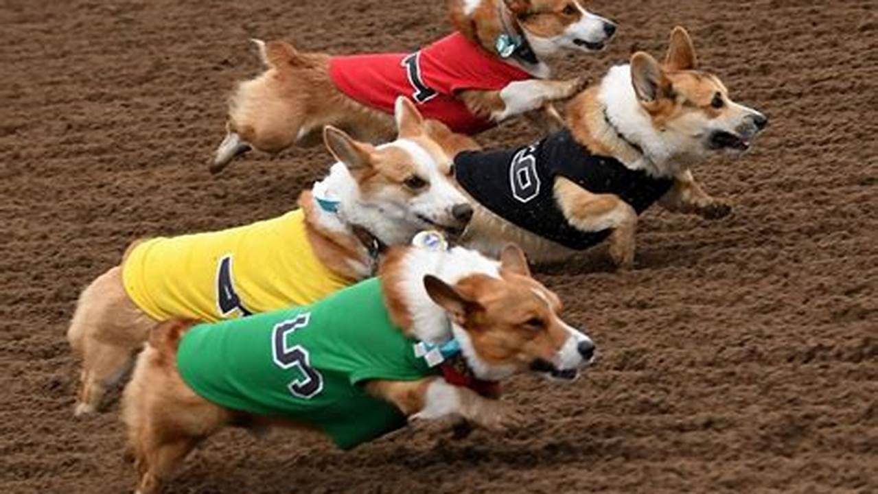 Corgi Races Houston 2024