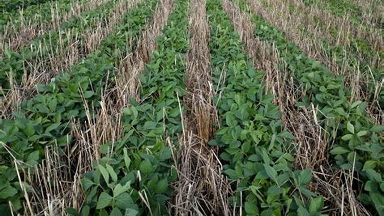 Cover Cropping, Farming Practices