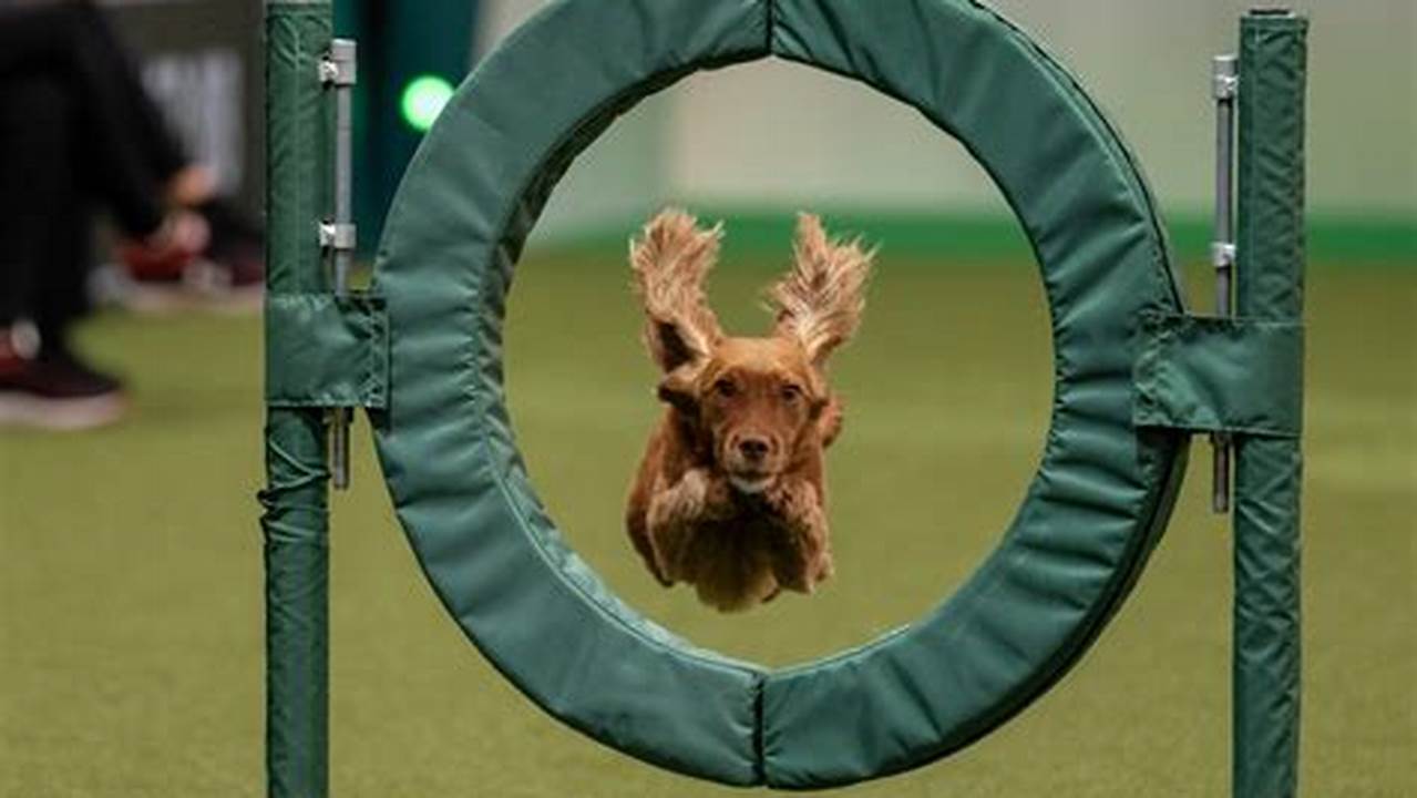 Crufts 2024 Day 4 Live Stream