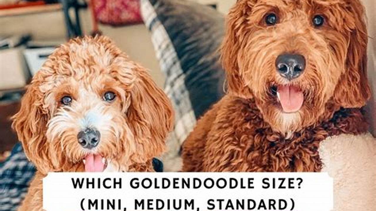 Currently, There Are Three Distinct Sizes Of Goldendoodle, Images