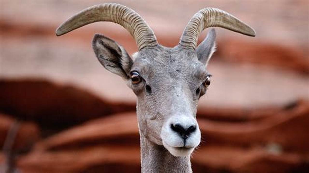 Desert Bighorn Sheep ( Ovis Canadensis Nelsoni) Are True Survivors, Adapted To Extremes., Images