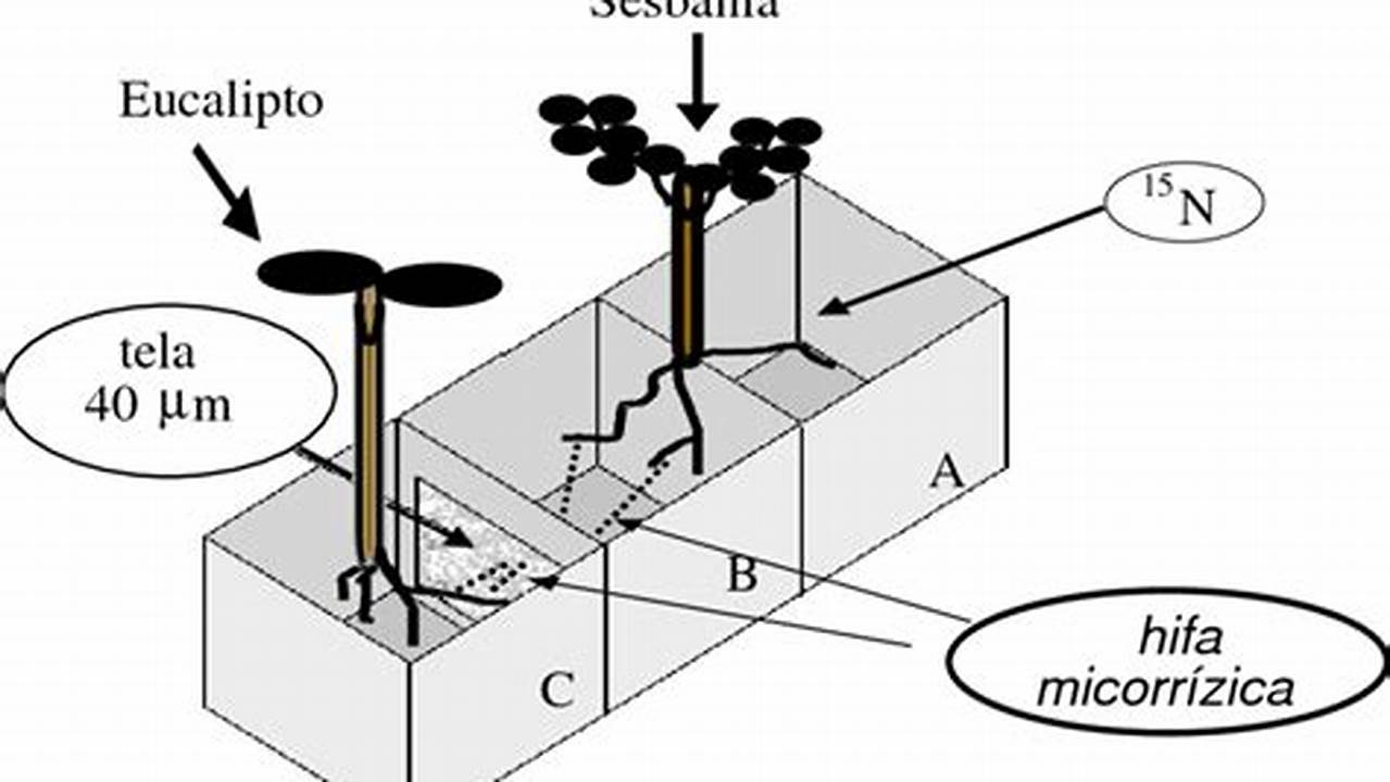 Detalhes E Posição., Plantas