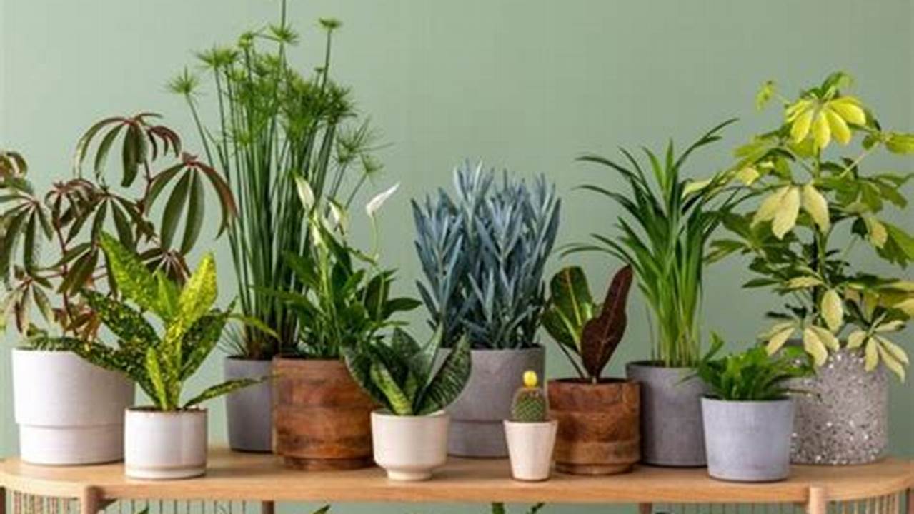 Dicas Para Manter As Plantas Saudáveis, Plantas