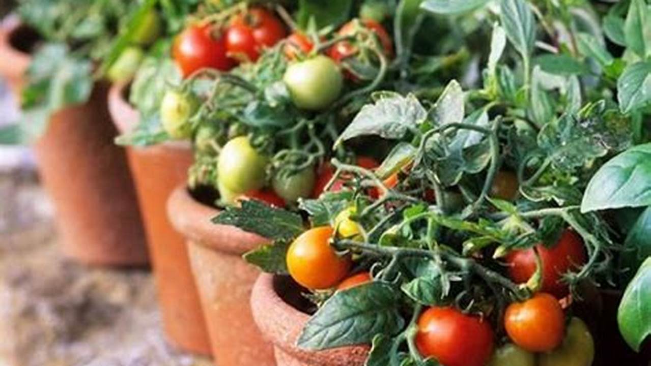 Dicas Para Cultivar Tomates Indeterminados Em Vasos, BR Plantas