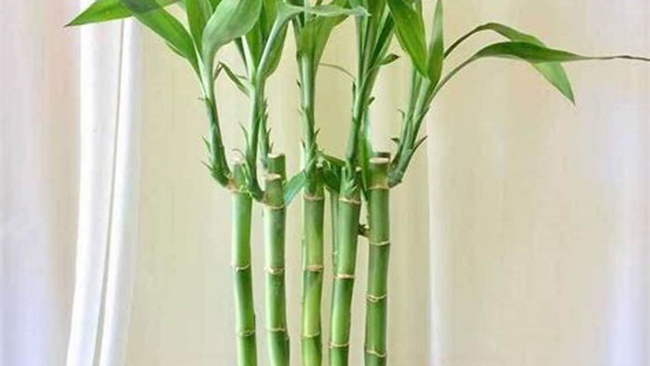 Dicas Para Plantar Bambu Da Sorte Em Um Local Com Bastante Sol, Plantas
