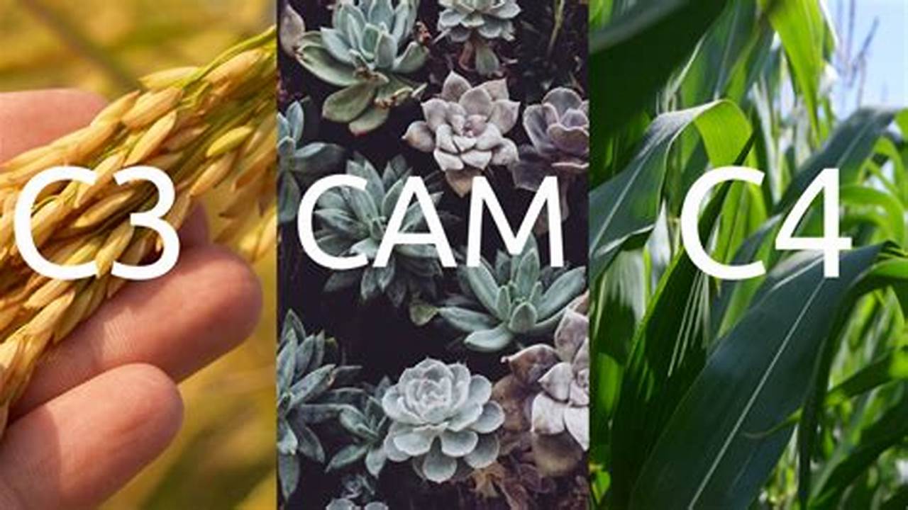 Diferenças Entre As Plantas C3, C4 E CAM, Plantas