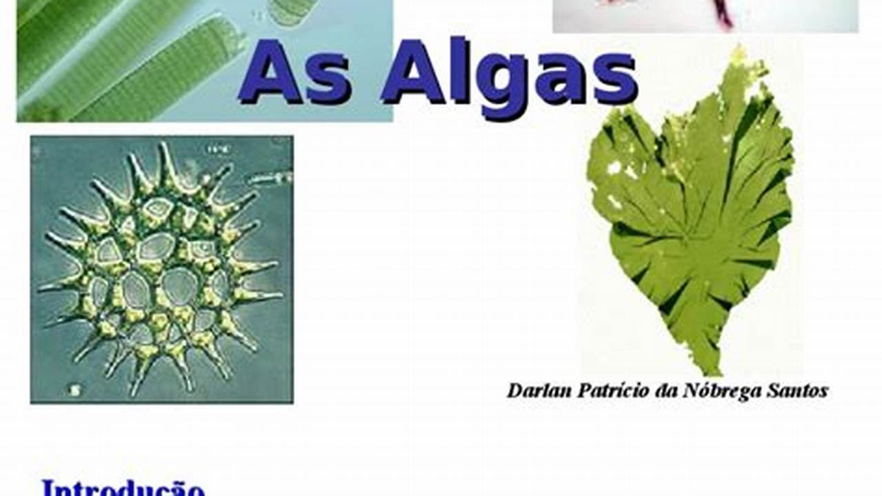 Diferenças Entre Algas E Plantas, Plantas