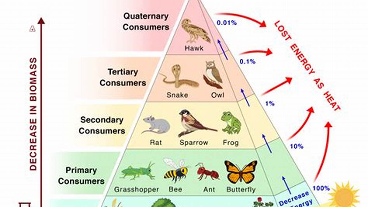 Distinguish Between Different Trophic Levels And Describe Examples Of Food Chains In Major Marine Ecosystems., Images