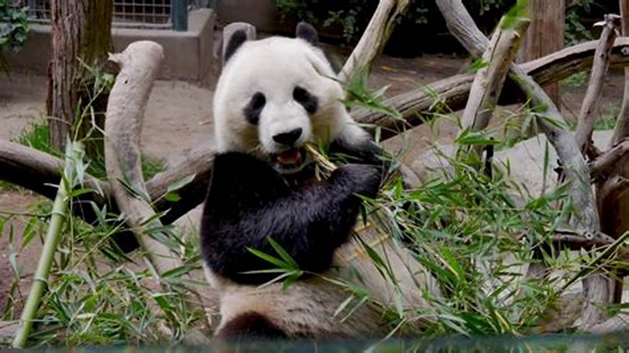 Does San Diego Zoo Have Pandas 2024