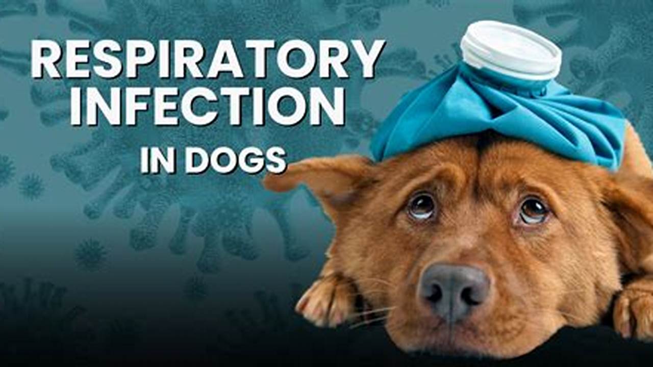 Dog Respiratory Illness 2024
