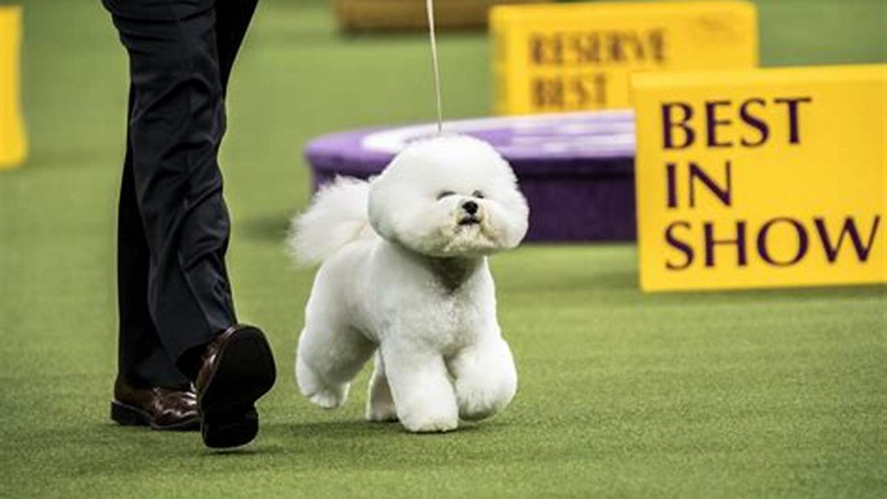 Dog Show Today 2024