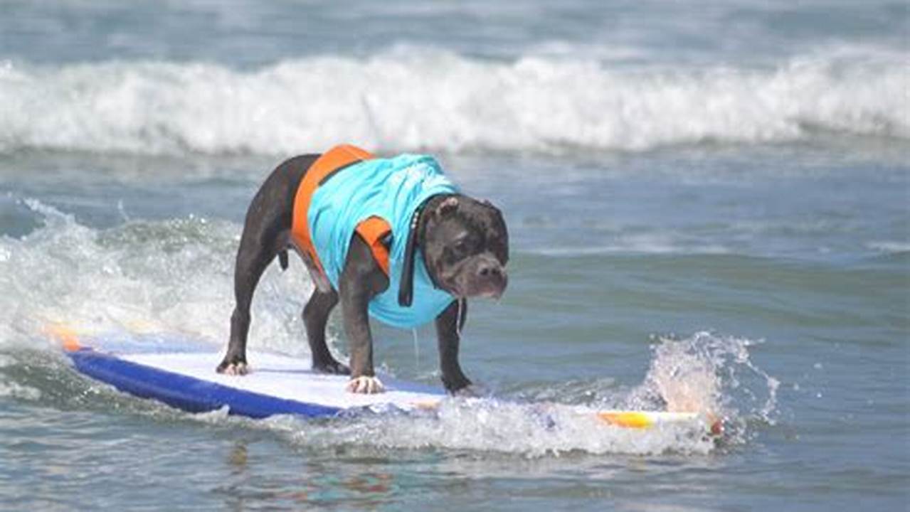 Dog Surfing Competition 2024 San Diego