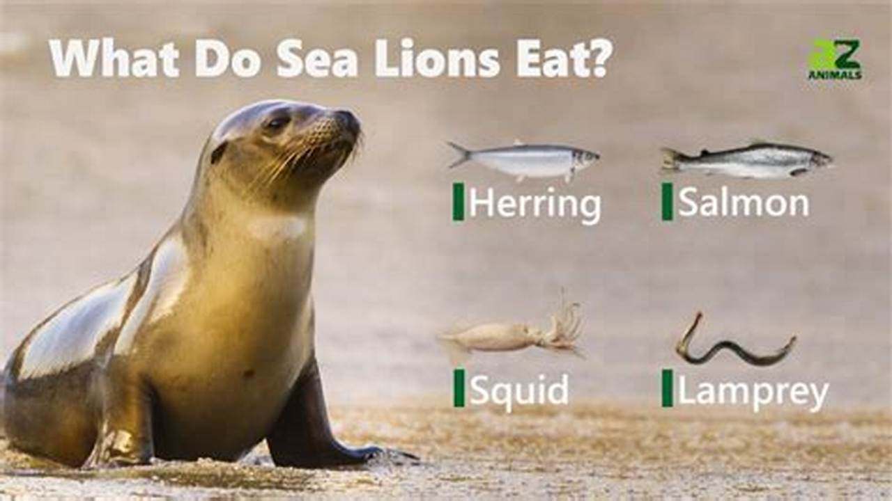Dogs Are Not Part Of Sea Lions’ Regular Diet, And There Are No Recorded Cases Of., Images