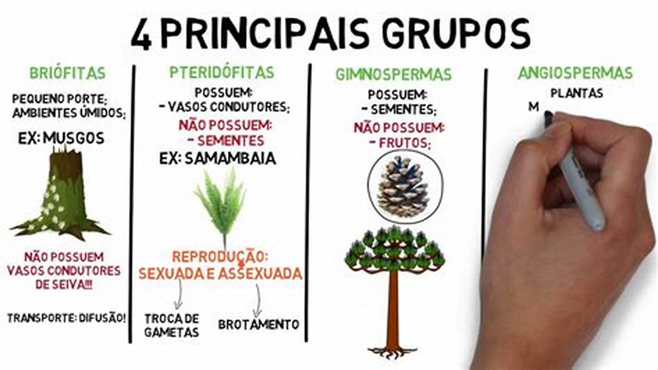 Dois Grupos Principais., Plantas