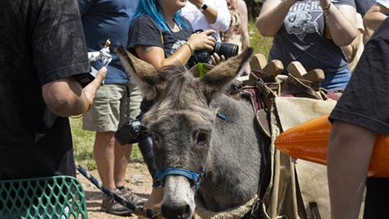 Donkey Derby Days 2024