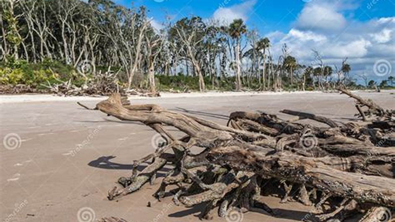 Driftwood On A Florida Beach., 2024