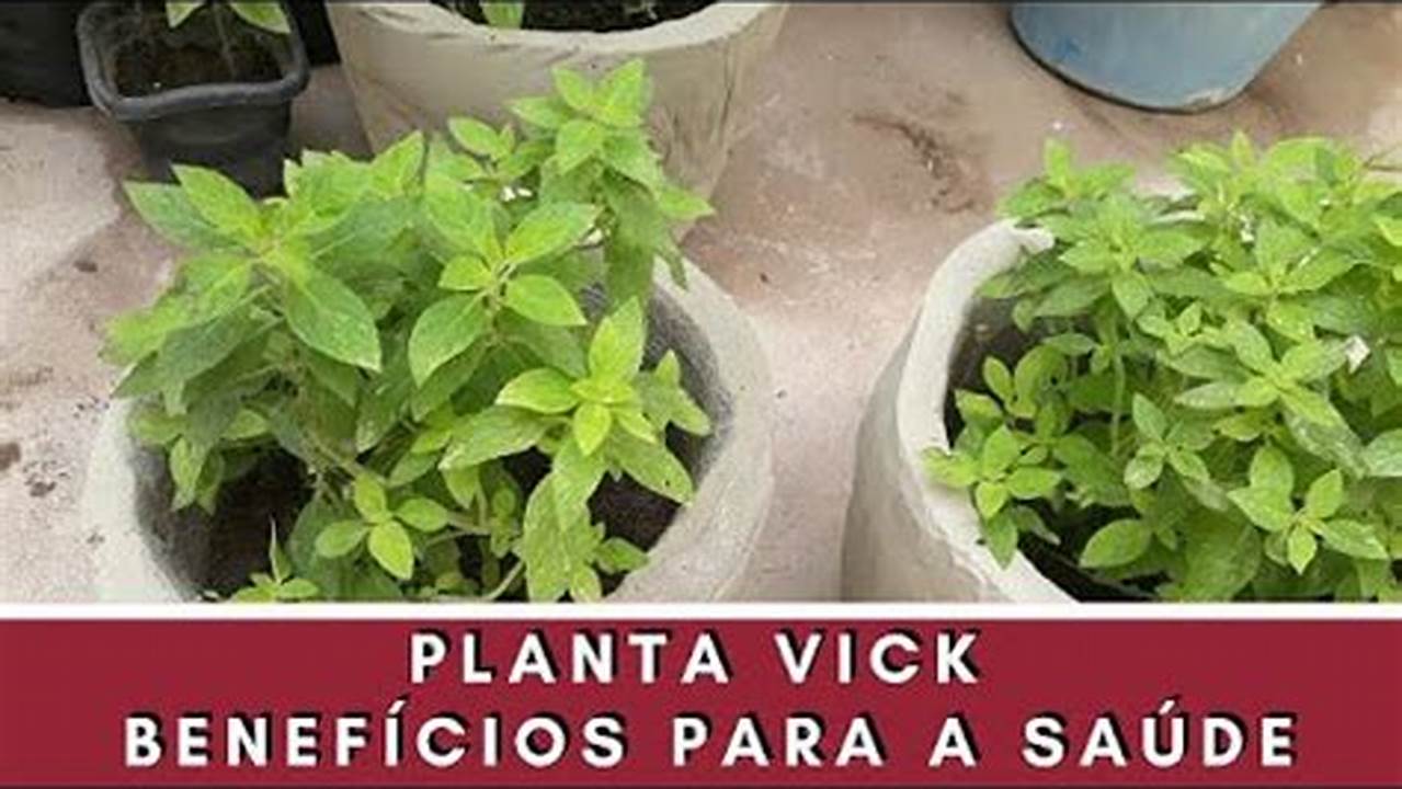 Efeitos Colaterais Do Chá Da Planta Vick, Plantas