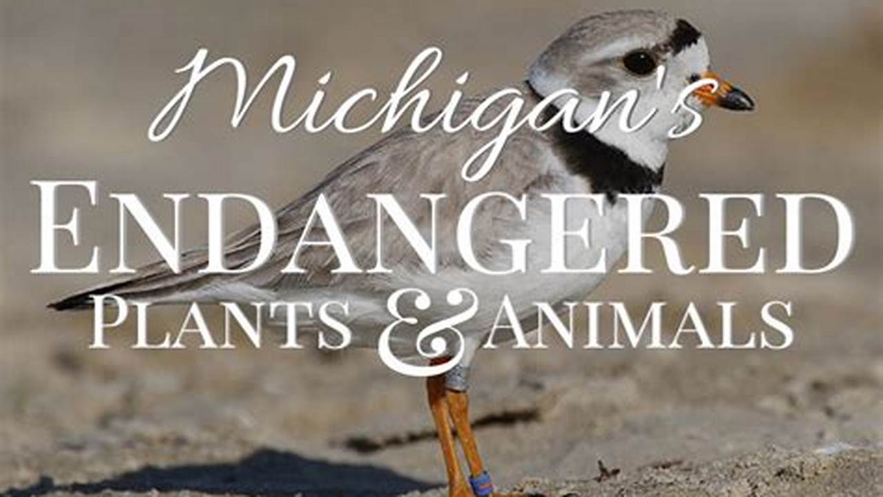 Endangered Animals In Michigan 2024