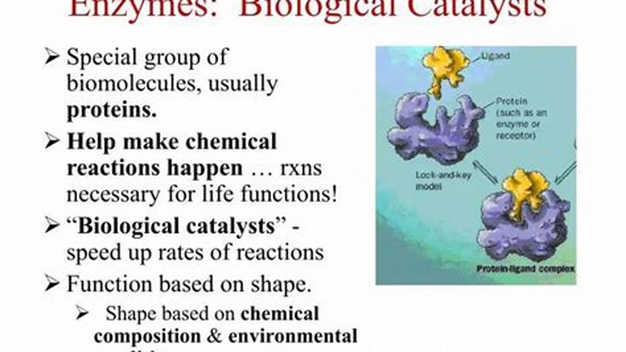 Enzymes, Nature&#039;s Remarkable Biocatalysts, Play An Integral Role In Various Aspects Of Daily Life., 2024