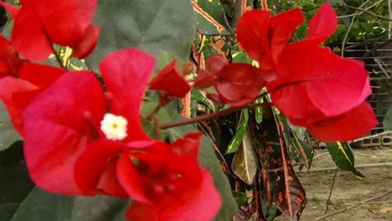 Estrutura Da Fatec SP Em Determinada Planta Flores Vermelhas, Plantas