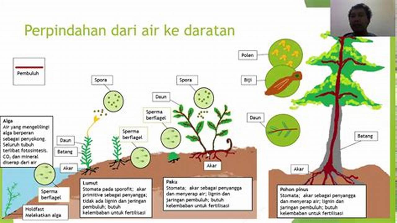 Evolusi Tumbuhan, Tanaman