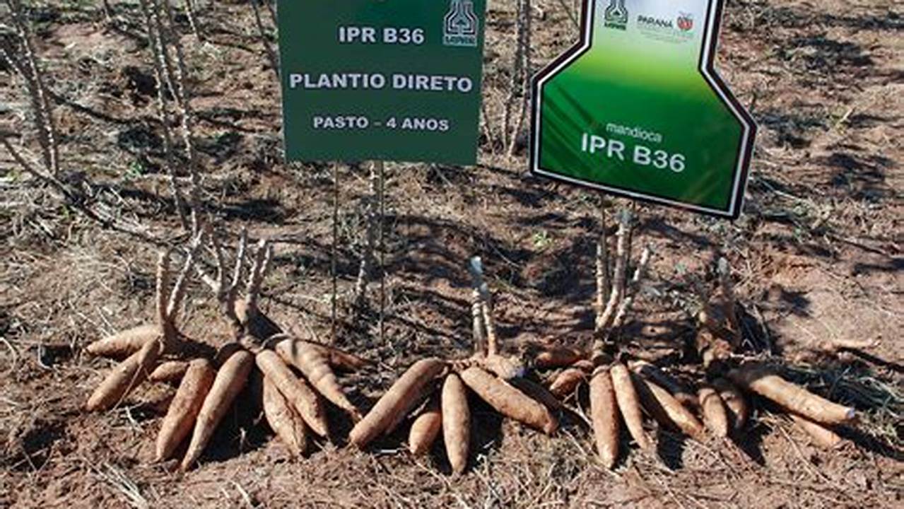 Exemplos De Cultivo De Mandioca, Plantas