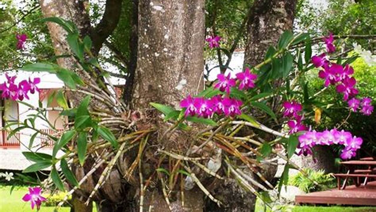 Exemplos De Lugares Para Plantar Orquídeas, Plantas