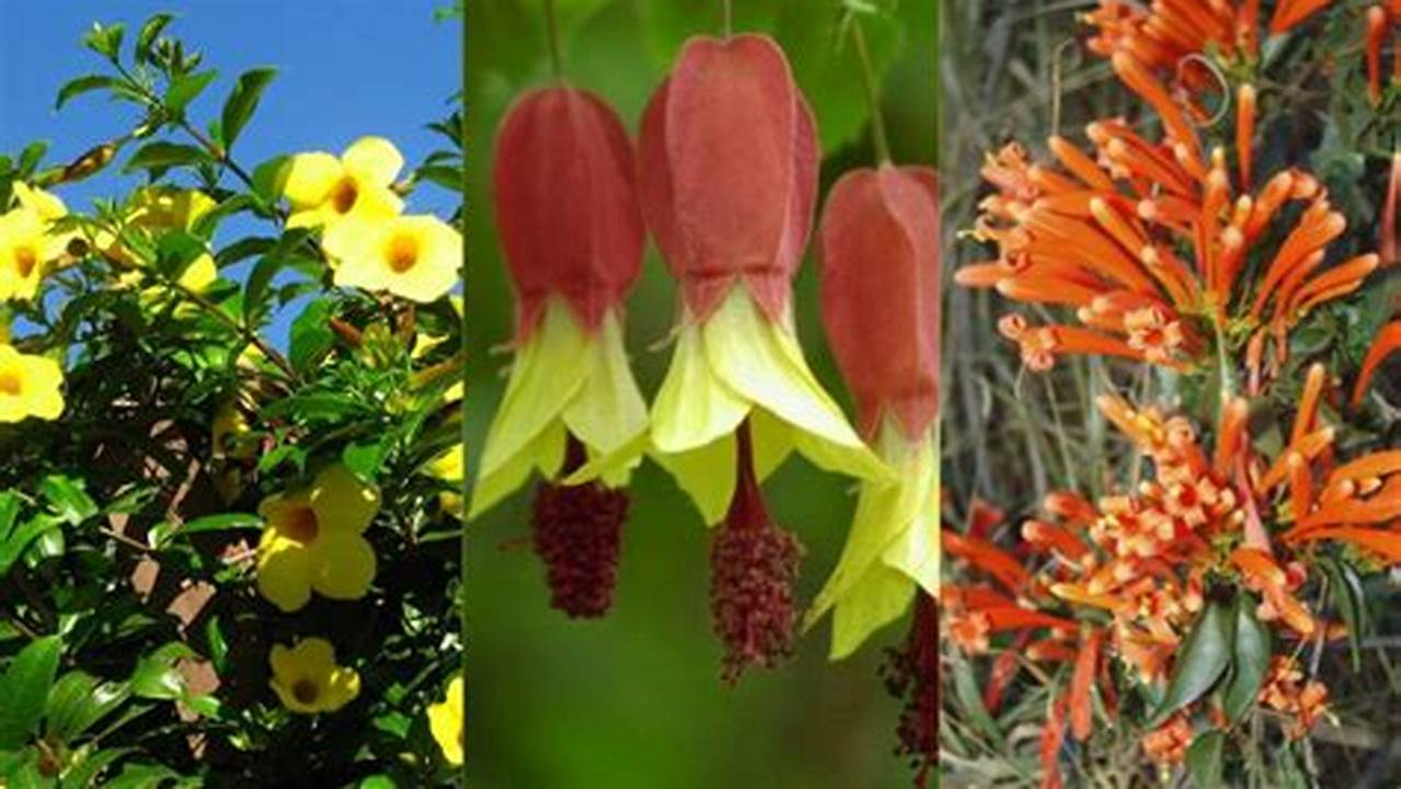 Exemplos De Plantas Nativas Do Brasil, Plantas