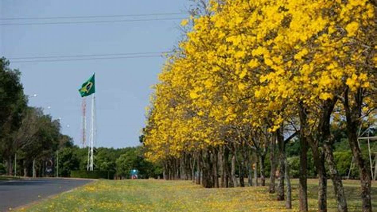 Exemplos De Plantas Típicas Do Rio Grande Do Sul, Plantas