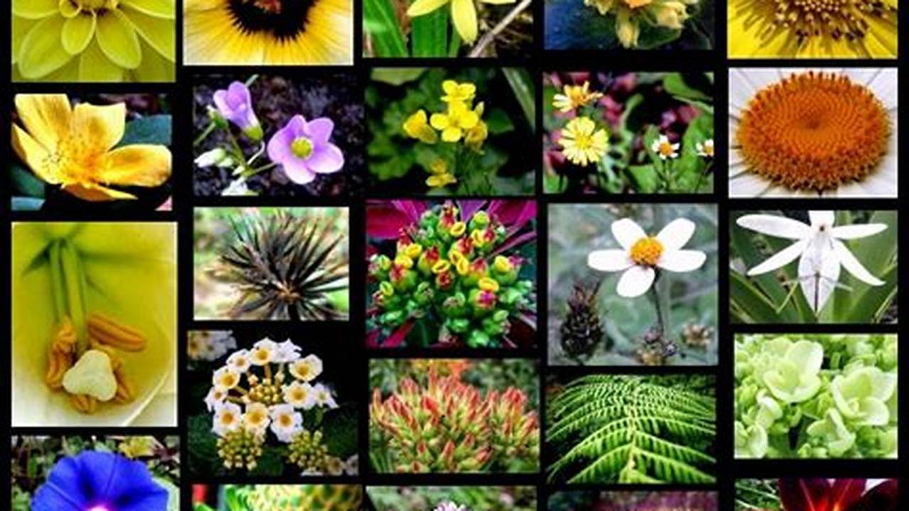 Exemplos De Diversidade De Cores E Formas Nas Plantas, Plantas