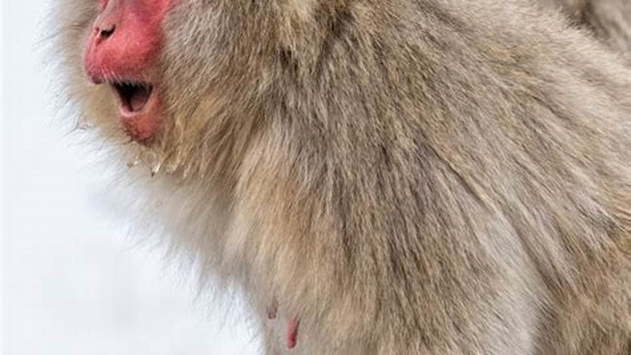 Exploring The Enchanting World Of Snow Monkeys In Japan., Images
