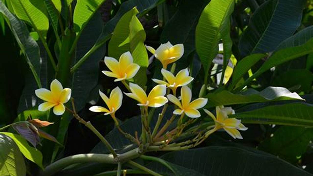 Rahasia Terungkap! Temukan Ilmu di Balik Bunga Kamboja yang Indah