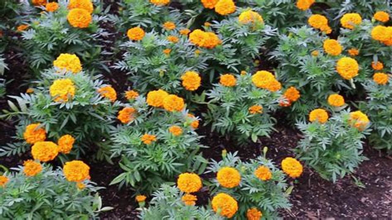 Rahasia Ungkap Faktor Penting di Balik Keindahan Bunga Marigold
