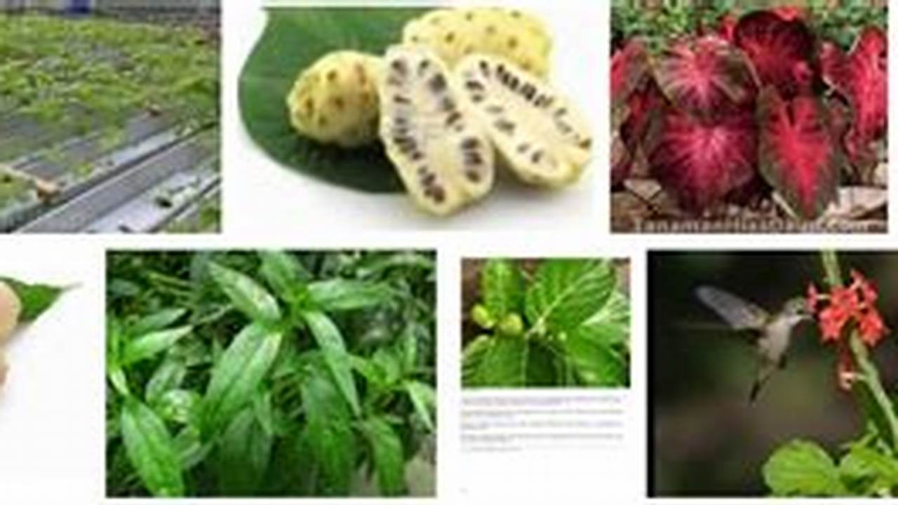 Famili Euphorbiaceae, Tanaman Obat Keluarga