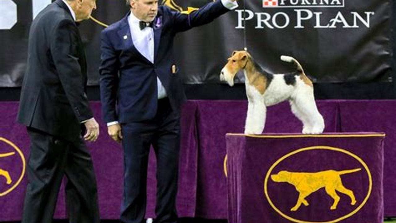 Fans Can Catch The 2022 Westminster Dog Show Multiple Ways., 2024