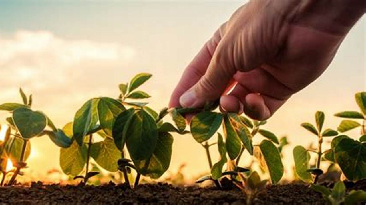 Fatores Que Influenciam A Época De Plantio, Plantas