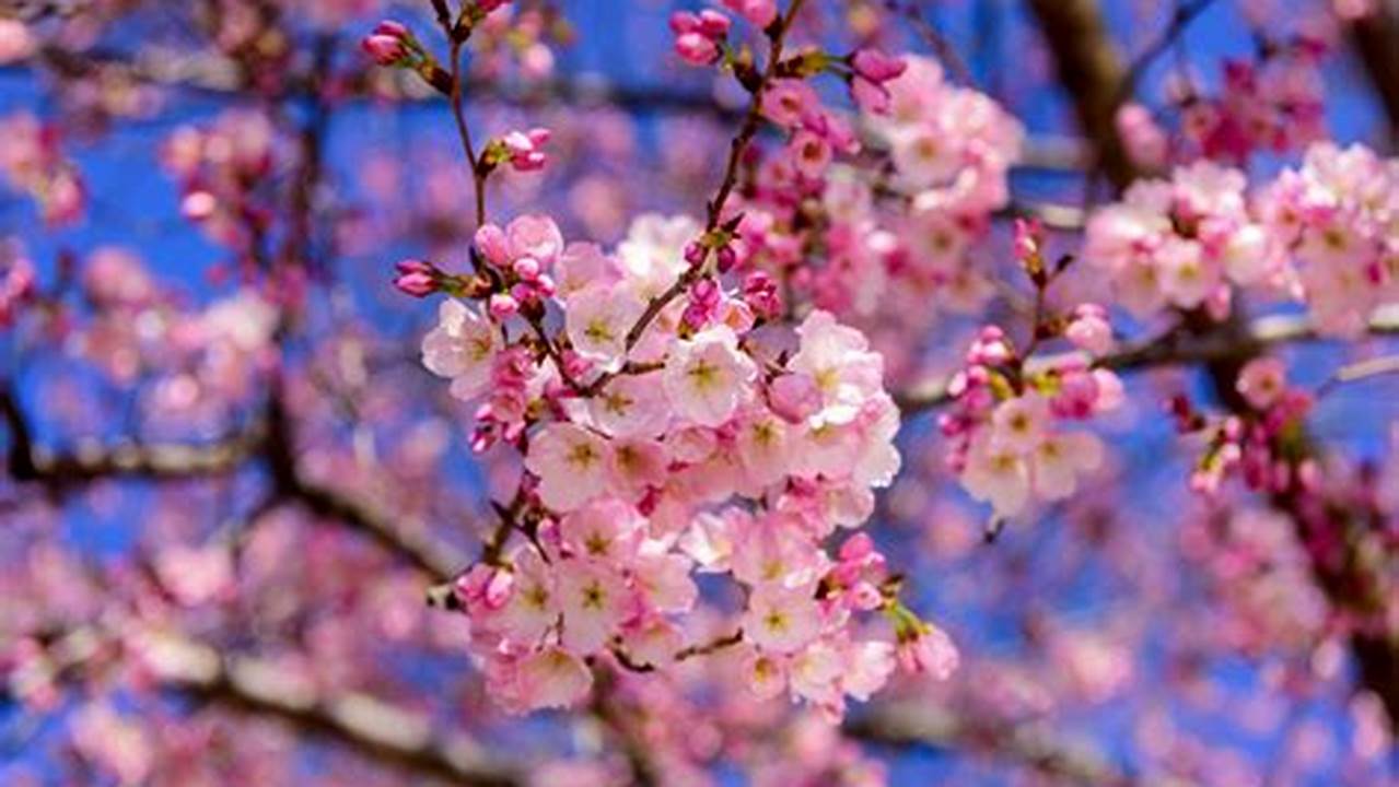 February Sees The Start Of The Cherry Blossom Season Which Can Last Until May., 2024