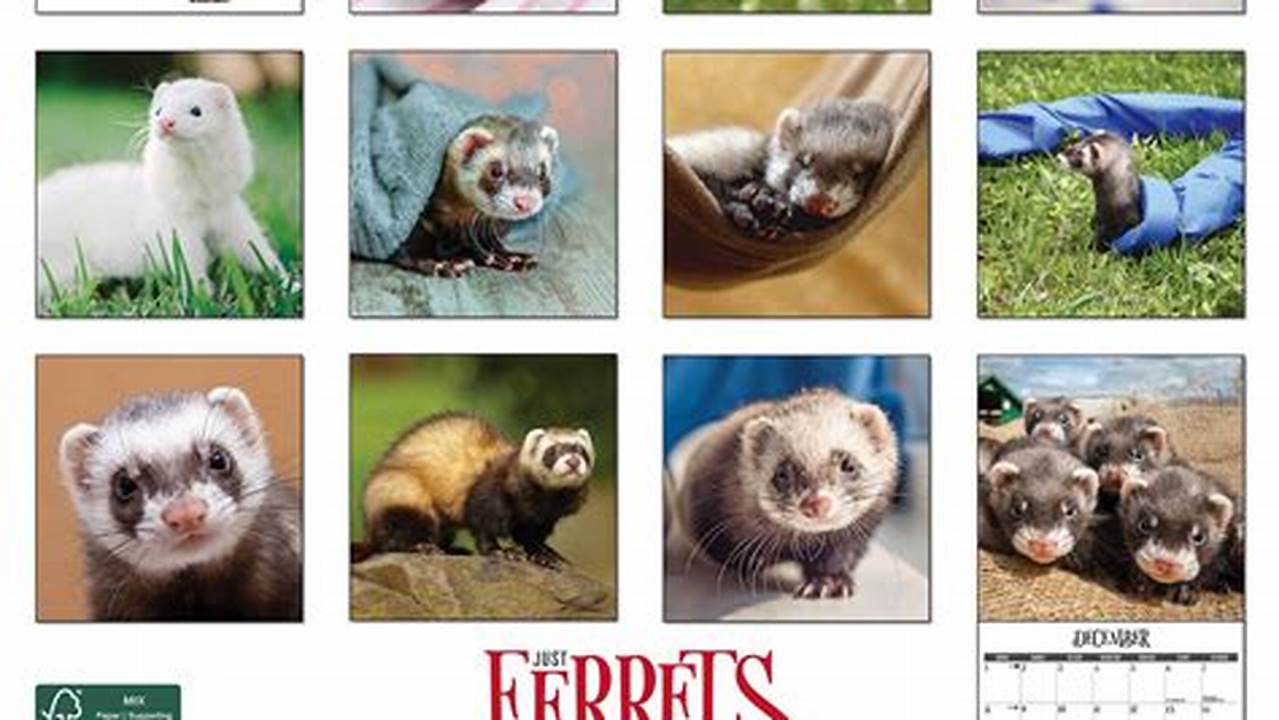 Ferret Calendar 2024 Lexus