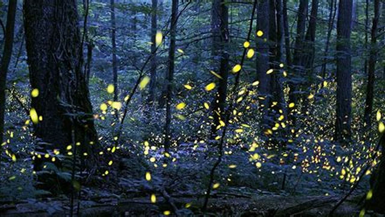 Fireflies In Florida 2024