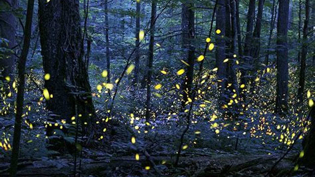 Fireflies Tennessee 2024