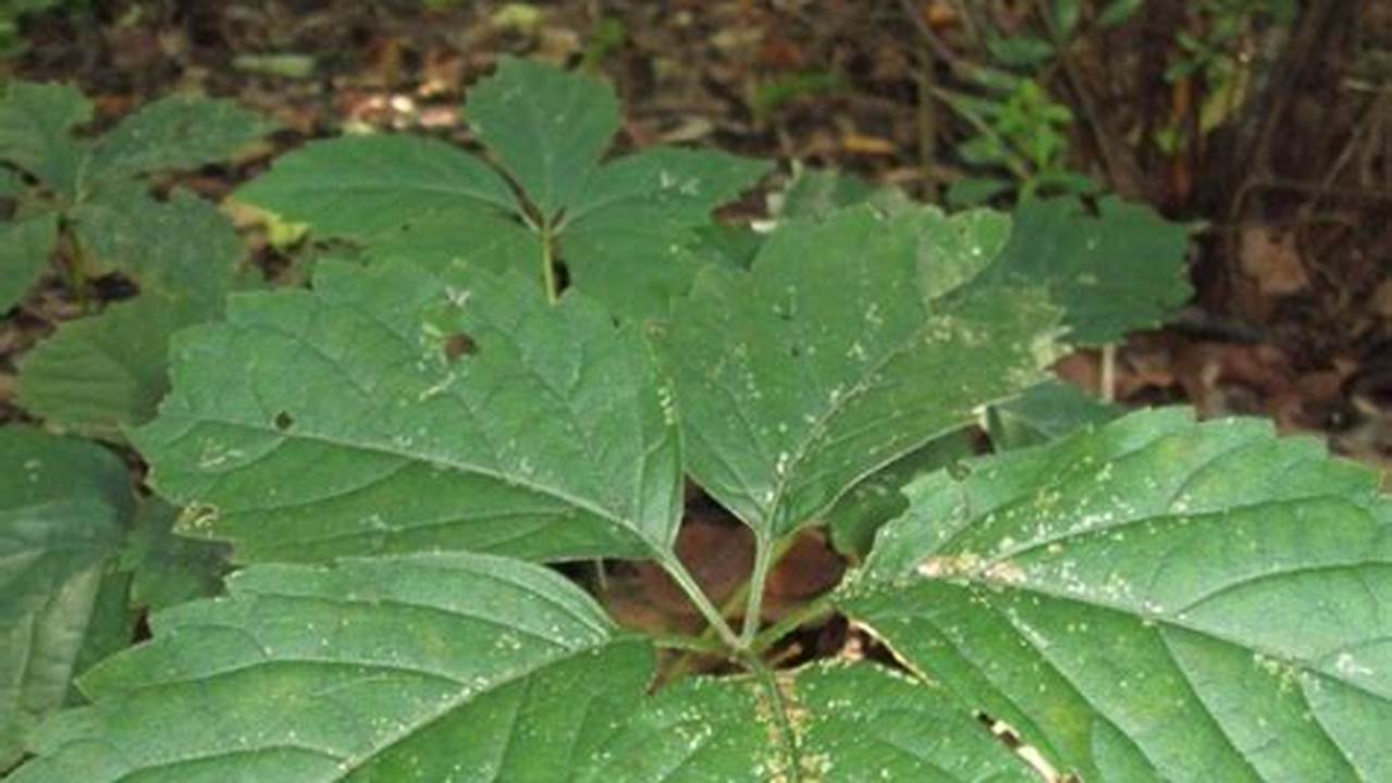 How to Unlock the Secrets of Five Leaf Plant Identification