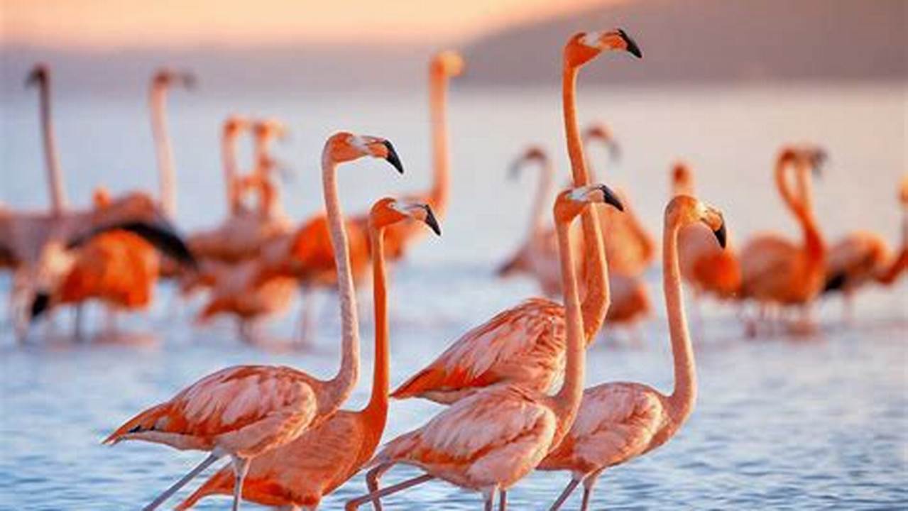 Flamingo Rama 2024