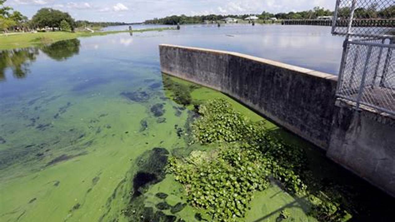 Florida Algae Bloom 2024