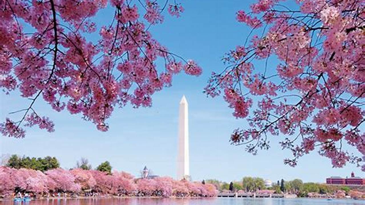 For Those Who Wish To Celebrate From Afar, Enthusiasts Can See The Cherry Blossoms Via The Live Bloomcam., 2024