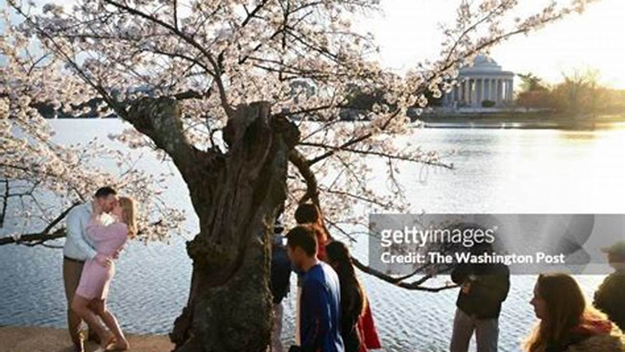 Framed By Blooming Cherry Blossoms, Gareth Prisk And Kristen Walker, Left, Kiss As They Have Engagement Photos Taken Along The Tidal Basin On Wednesday In D.c., 2024