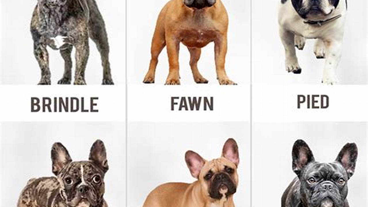 French Bulldogs Continue Their Reign As The Most Popular Dog Breed In The Us, According To The American Kennel Club Rankings., 2024