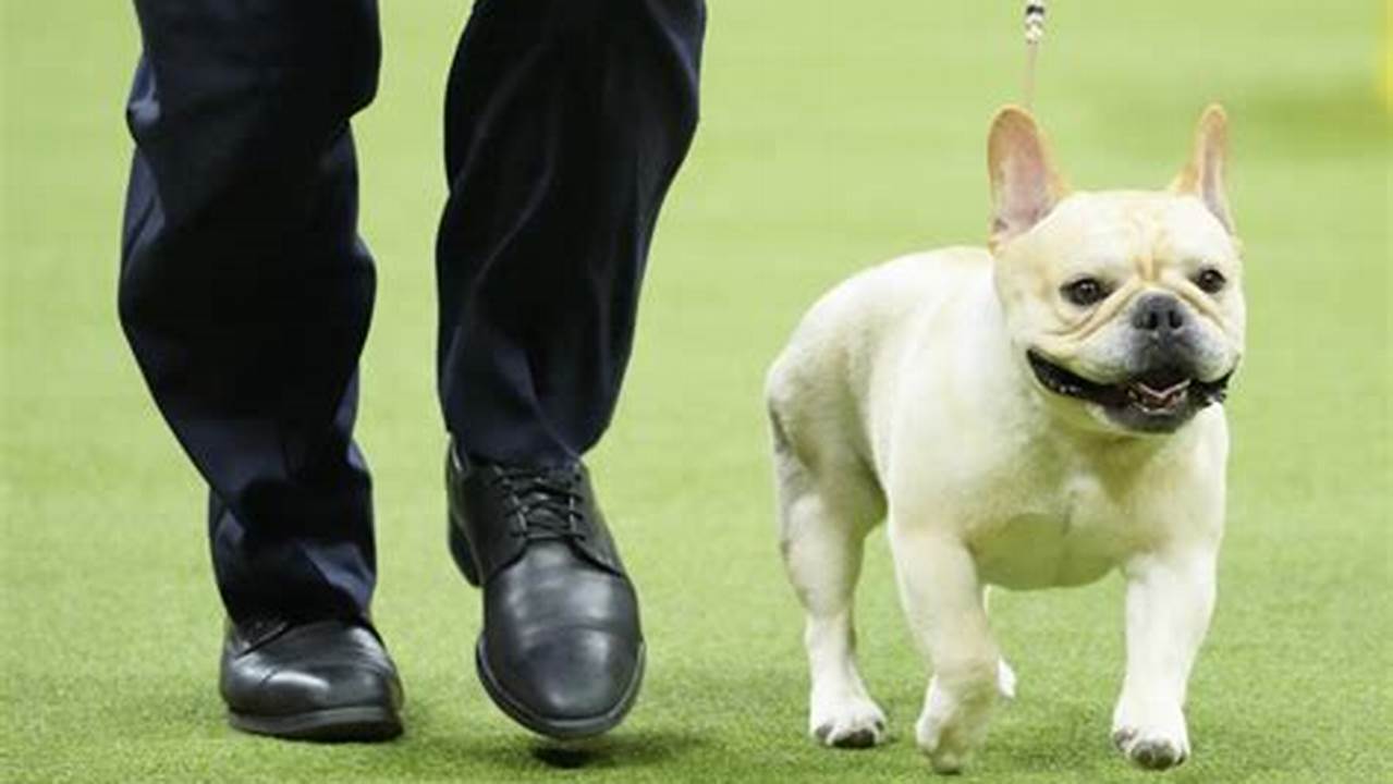 French Bulldogs Remained The United States&#039; Most Commonly., 2024